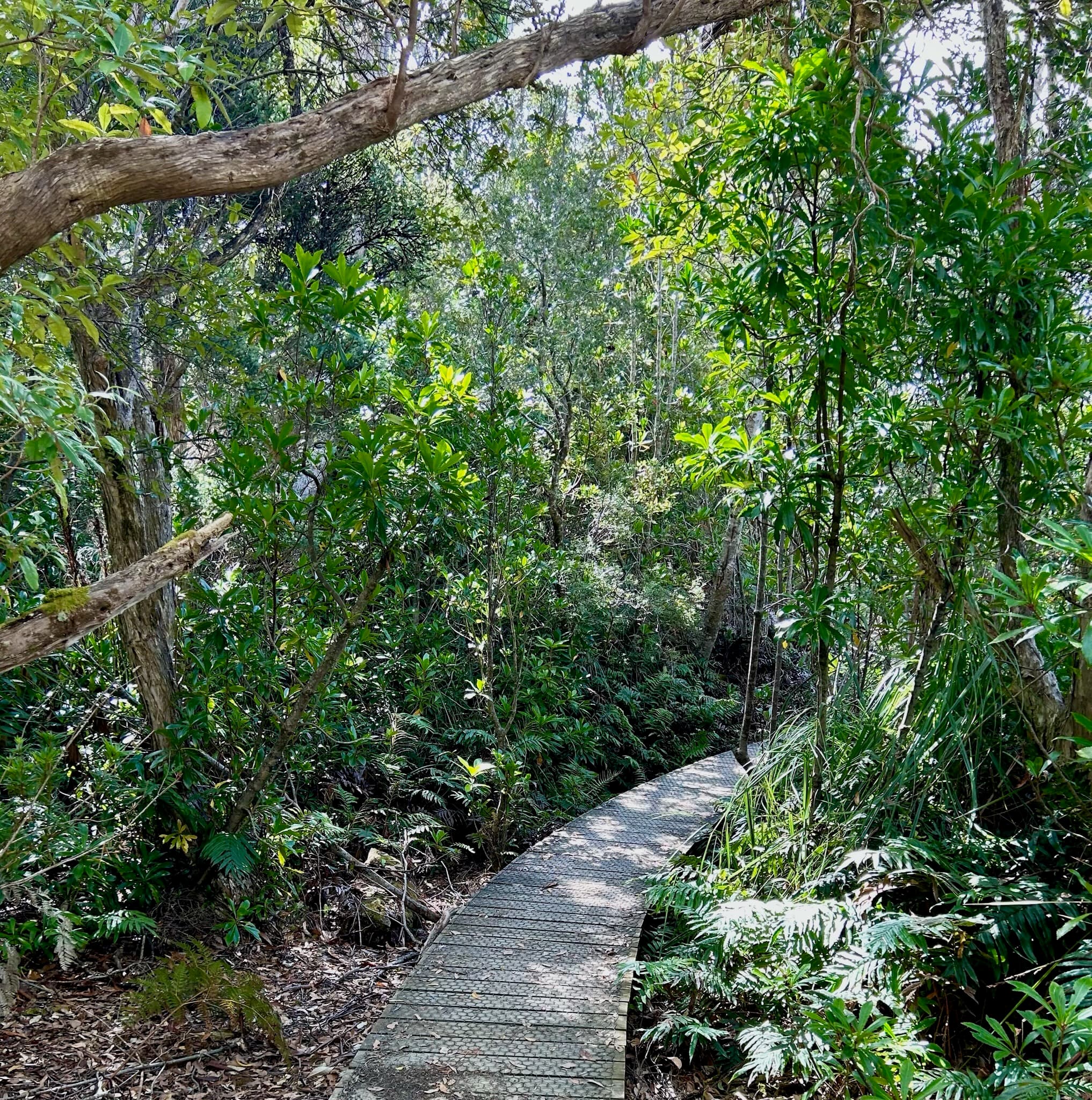 A photo of a path through trees