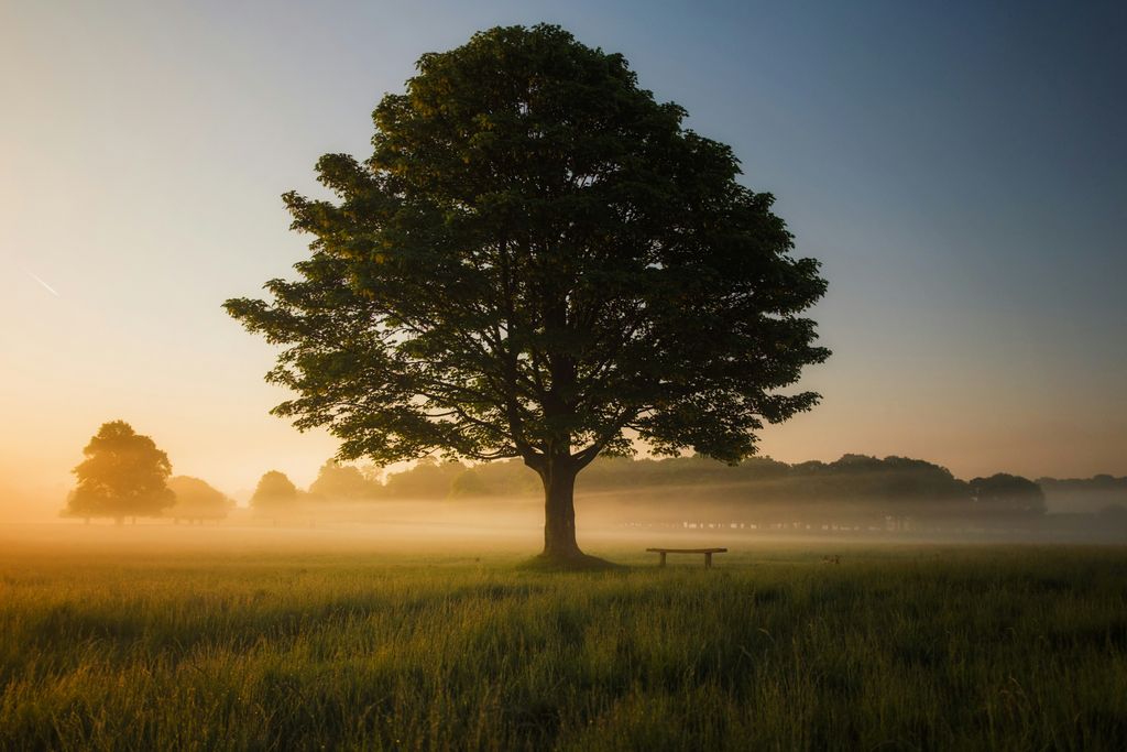 Tree Richmond Park London